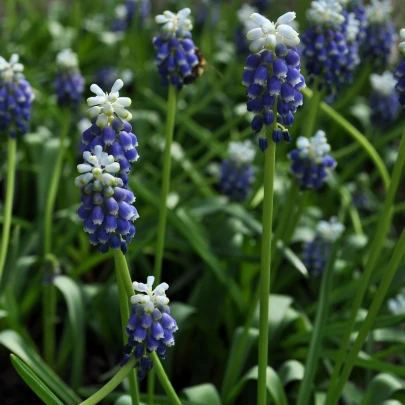 Modrica Touch of snow - Muscari armeniaca - cibuľoviny - 5 ks