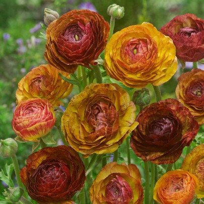 Iskerník plnokvetý Picotee café - Ranunculus asiaticus - cibuľoviny - 3 ks