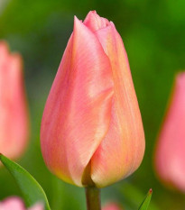 Tulipán Apricot Beauty - Tulipa - cibuľoviny - 3 ks