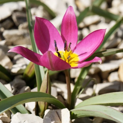 Tulipán Eastern Star pulchella - Tulipa - cibuľoviny - 3 ks