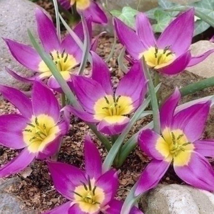 Tulipán Eastern Star pulchella - Tulipa - cibuľoviny - 3 ks