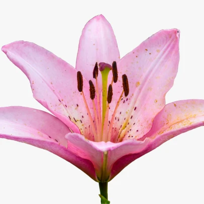 Ľalia Pink Pixie - Lilium - cibuľoviny - 1 ks