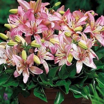 Ľalia Pink Pixie - Lilium - cibuľoviny - 1 ks