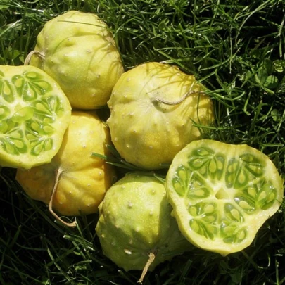 Kiwano Jelly Rund - Cucumis metuliferus - semená - 8 ks