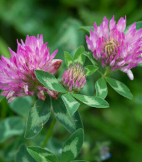 Ďatelina červená lúčna - Trifolium pratense - semená - 100 ks