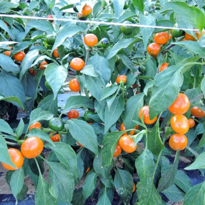 Semená chilli papričiek – Chilli Korál oranžové – Capsicum annuum