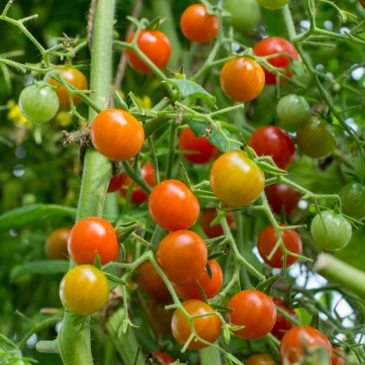 Paradajka kokteilová Primavera - Lycopersicon lycopersicum - semená - 7 ks