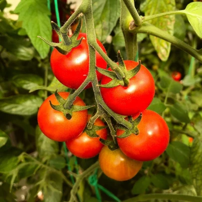 Paradajka Resibella - Solanum lycopersicum - semená - 6 ks