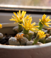 Lithops dinteri Dintergreen - semena - 10 ks