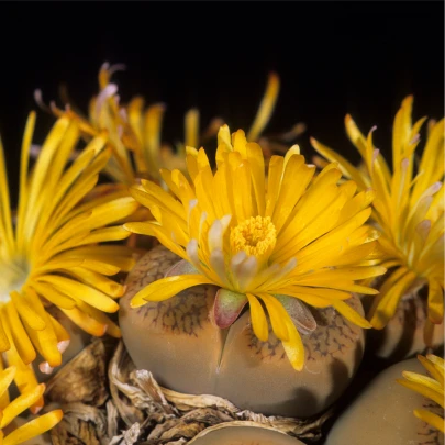 Lithops euniceae Fluminalis - semená - 10 ks