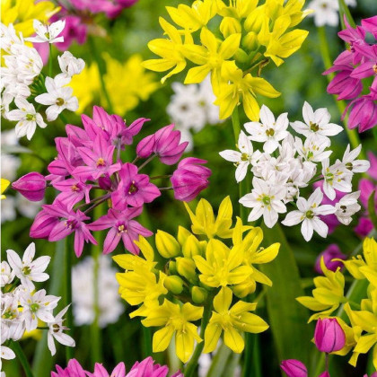 Cesnak drobnokvetý zmes farieb - Allium - cibuľoviny - 5 ks
