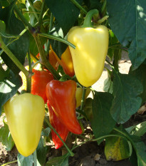 Paprika Zlata - Capsicum annuum - semená - 30 ks