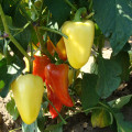 Paprika Zlata - Capsicum annuum - semená - 30 ks