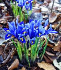 Kosatec Sapphire Beauty - Iris hollandica - cibuľoviny - 3 ks