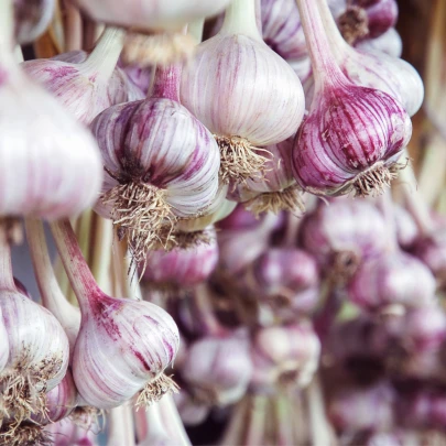 Sadbový cesnak Janko - Allium sativum - paličák - cibule cesnaku - 1 balenie