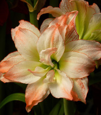 Zornica Aphrodite - Hippeastrum - cibuľoviny - 1 ks