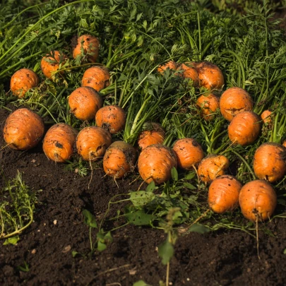 Mrkva guľatá k rýchleniu Pariser Markt - Daucus carota - semená - 500 ks