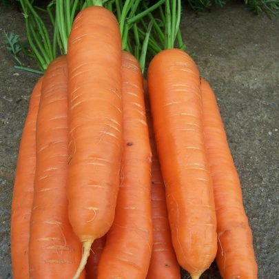 Mrkva neskorá Cidera - Daucus carota - semená - 800 ks