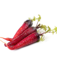 BIO Mrkva skorá Rouge Sang - Daucus carota - bio semená - 200 ks