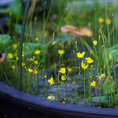 Bublinatka šidlovitá - Utricularia subulata - semená - 15 ks