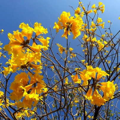 Tabebuja chrysotricha - Handroanthus chrysotrichus - semená - 5 ks