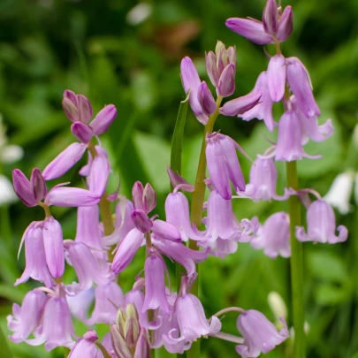 Hyacintovec španielsky ružový - Hyacinthoides hispanica - cibuľoviny - 5 ks