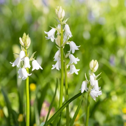 Hyacintovec španielsky biely - Hyacinthoides hispanica - cibuľoviny - 5 ks