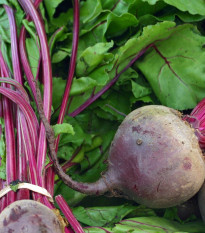 BIO Repa červená Detroit 2 - Beta vulgaris var. vulgaris - bio semená - 50 ks