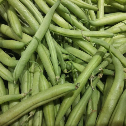 Fazuľa kríčková Saxa - Phaseolus vulgaris - semená - 20 ks