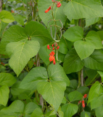 Fazuľa šarlátová Lady di - Phaseolus coccineus - semená - 10 ks