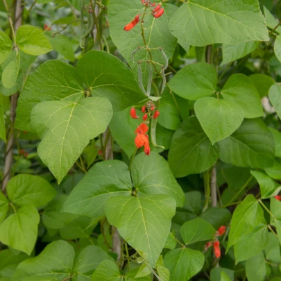 Fazuľa šarlátová Lady di - Phaseolus coccineus - semená - 10 ks