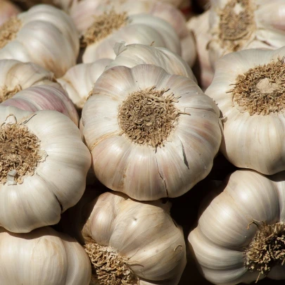 Sadbový cesnak Messidrome - Allium sativum - nepaličiak - cibule cesnaku - 1 balenie