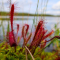 Rosička kapská Dark maroon - Drosera capensis - semená - 10 ks