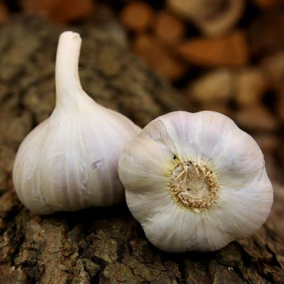 Sadbový cesnak Bjetin - Allium sativum - paličiak - cibule cesnaku - 1 balenie