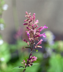 Agastache vresová kráľovná - Agastache cana - semená - 30 ks