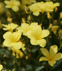 Ľan žltý - Linum flavum - semená - 100 ks