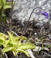 Tučnica obyčajná - Pinguicula vulgaris - semená - 10 ks