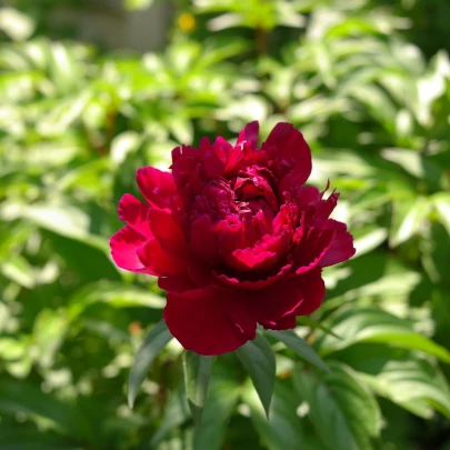 Pivónia Madame Gaudichau - Paeonia lactiflora - cibuľoviny - 1 ks