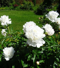 Pivónia Gardenia - Paeonia lactiflora - cibuľoviny - 1 ks