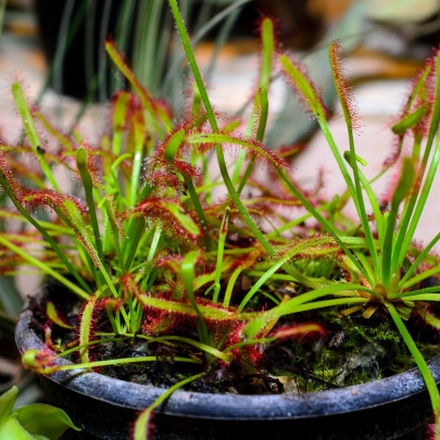 Rosička kapská Compact Rosette - Drosera capensis - semená - 15 ks