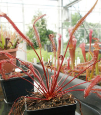 Semená rosičky – Rosička Red plant – Drosera capensis