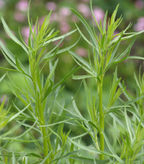 BIO Palina dračia - Artemisia dracunculus - bio semená - 500 ks