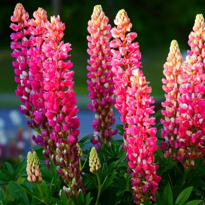 Vlčí bôb ružový - Lupina mnoholistá - Lupinus polyphyllus - semená - 30 ks