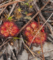 Rosička Minor - Drosera capensis - semená - 10 ks