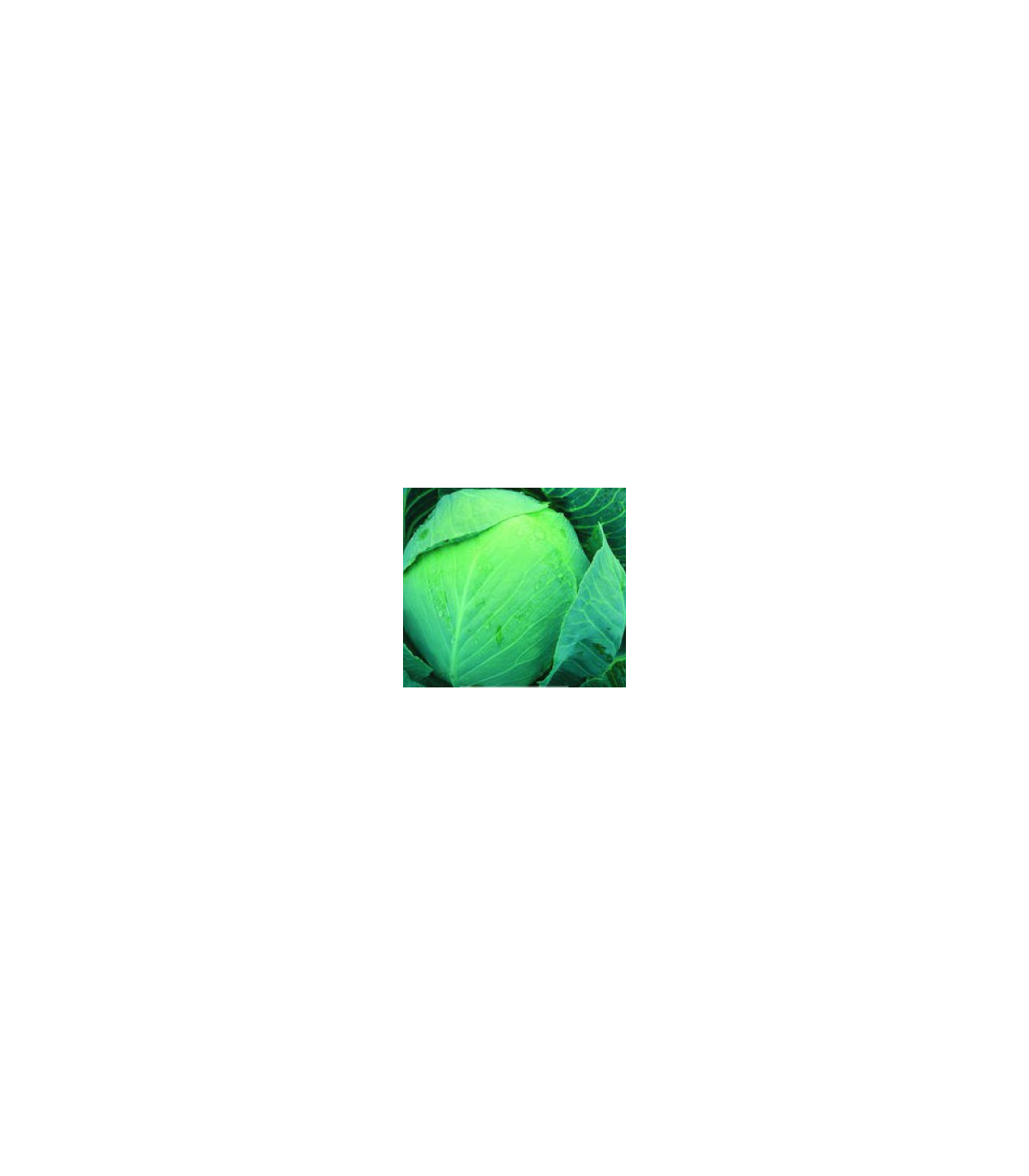 Kapusta Dita - hlávková biela - Brassica oleracea - semená - 0,8 g