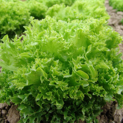 Šalát Rekord - Lactuca sativa - semená - 0,3 g