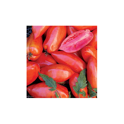 Paradajka Opalka - predaj semien paradajok - 7 ks