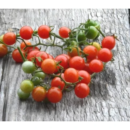 Divé paradajky - Solanum pimpinellifolium - semená - 6 ks