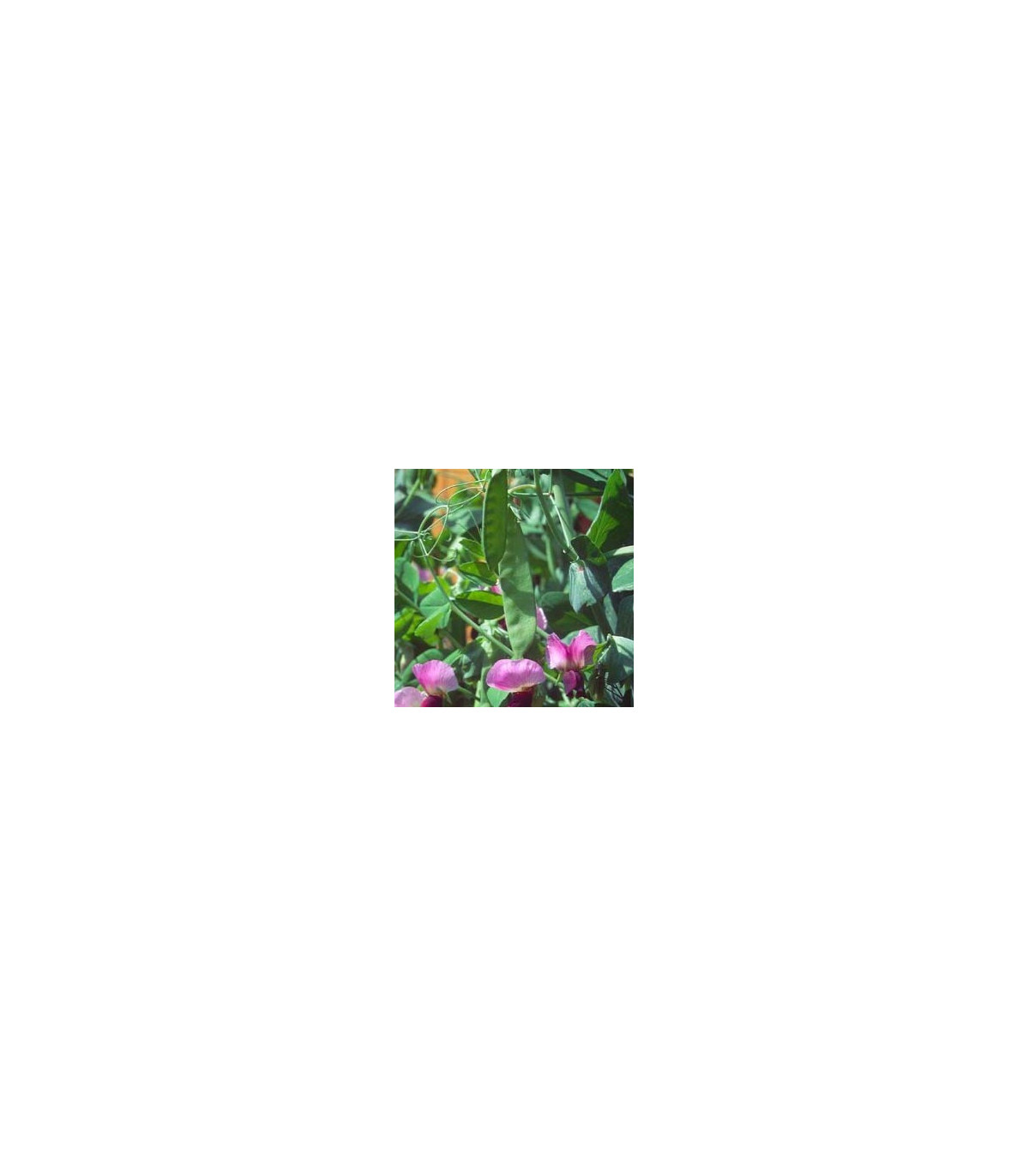 Hrach cukrový pestrofarebný - Pisum sativum - semená - 8 g