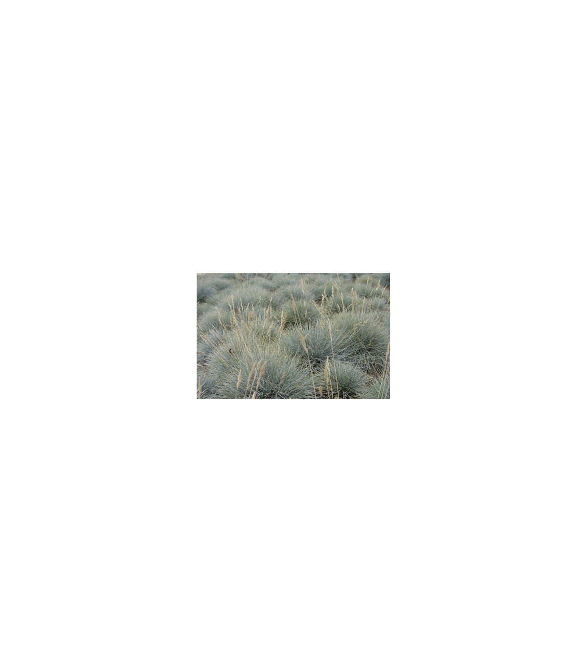 Okrasná tráva - Kostrava coxii - Festuca coxii - semená - 5 ks